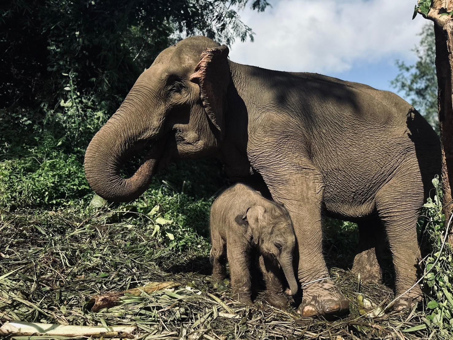 Chiang Mai Pon Elephant Sanctuary & Mae Wang Waterfall Day Tour - Bamboo Rafting