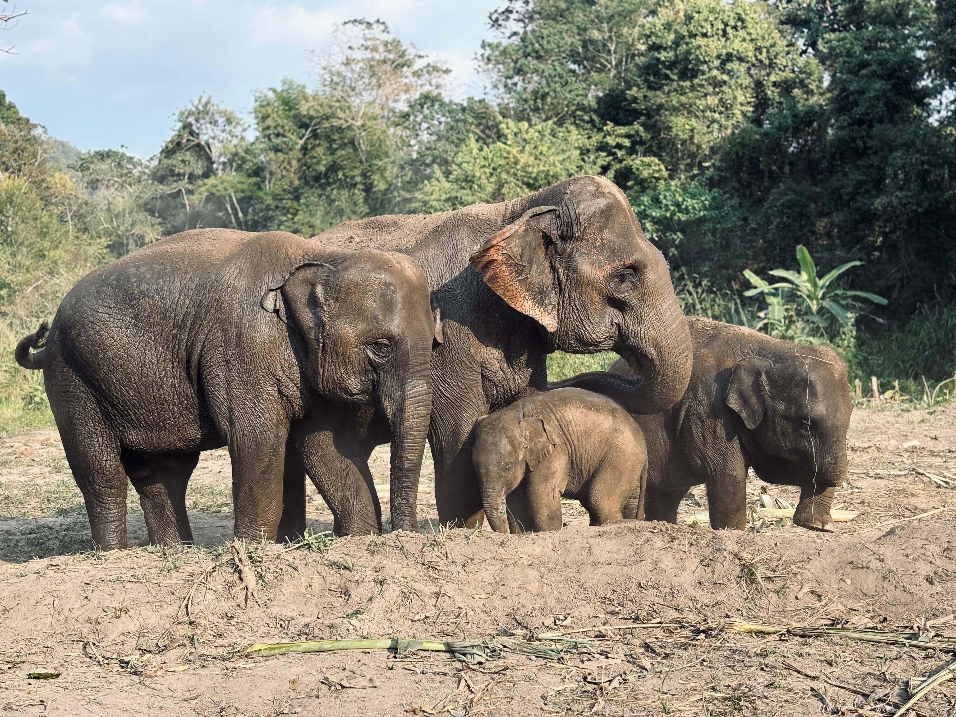 Chiang Mai Pon Elephant Sanctuary Half-Day Tour - Elephant Feeding