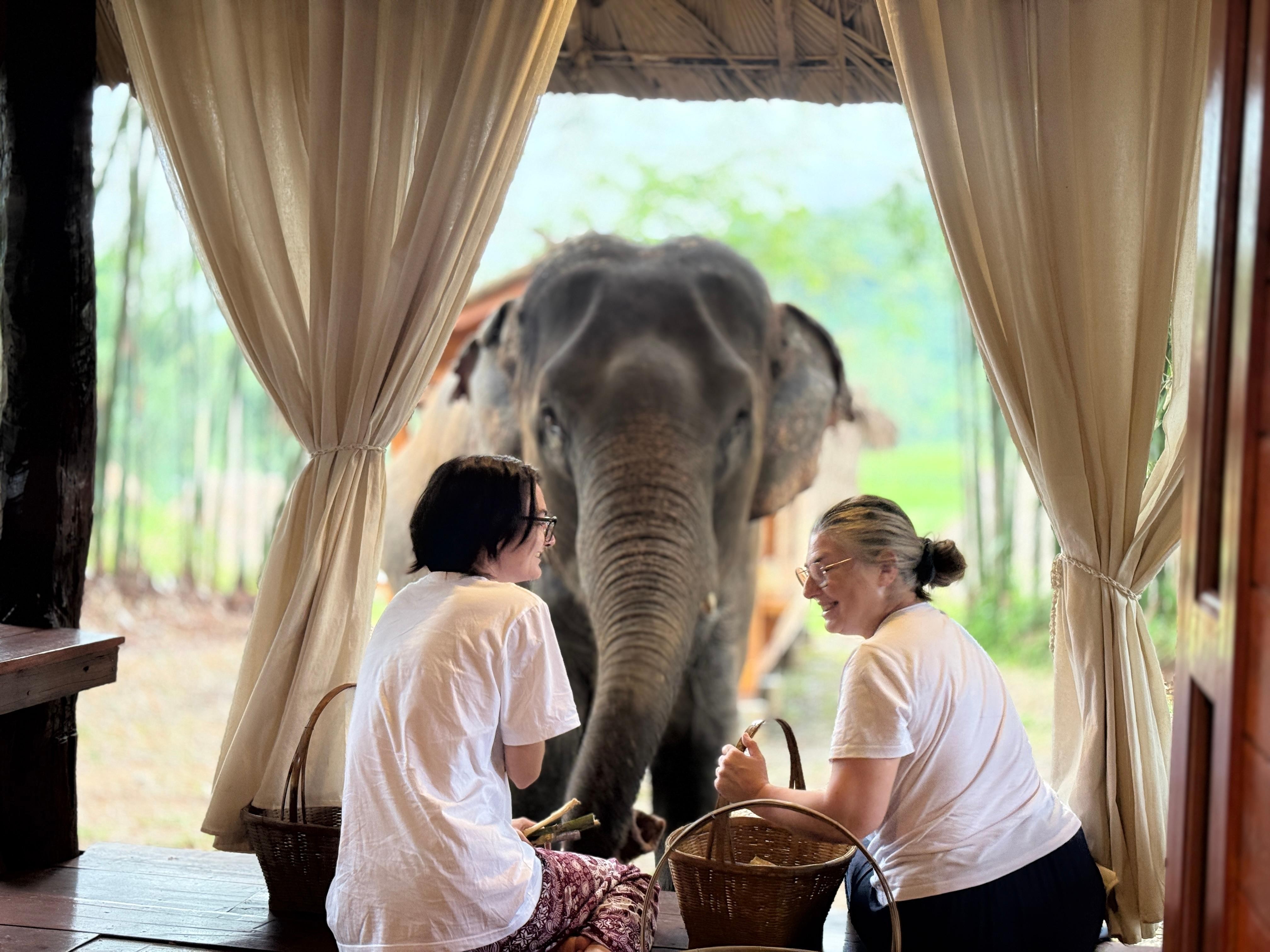 Chiang Mai Pon Elephant Sanctuary 2-Day Tour - Overnight Homestay