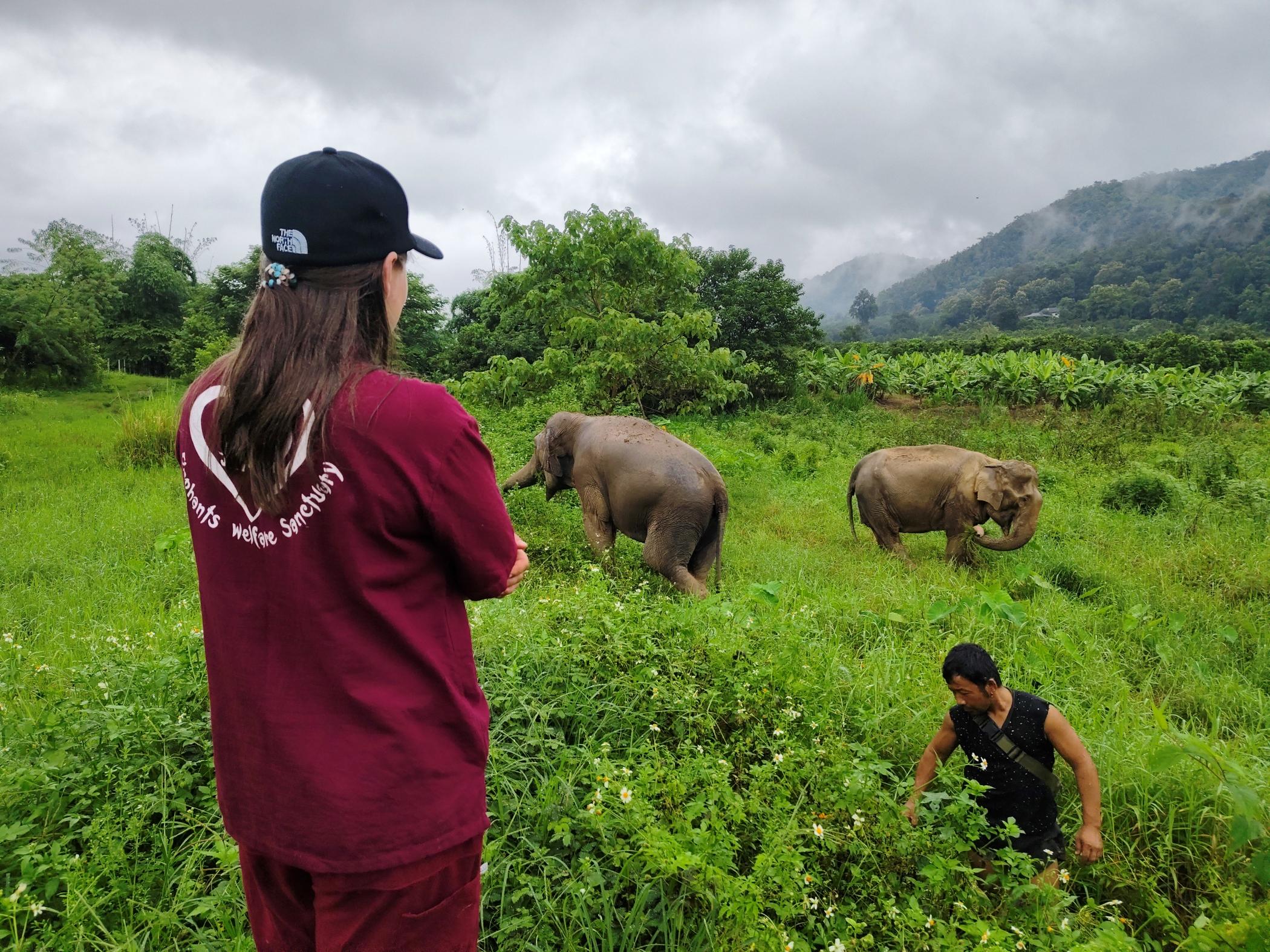 Chiang Mai Elephant Sanctuary & Bua Thong Sticky Waterfall & Wat Ban Den Day Tour - Local Market Visit