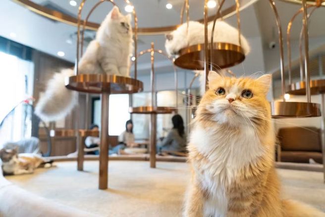 Tokyo Cat Cafe MOCHA Lounge Shibuya Koen-dori Admission Ticket