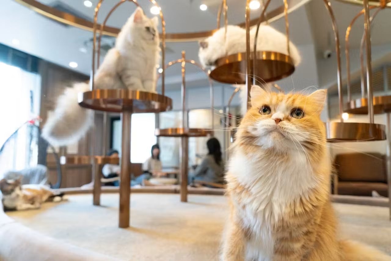 Tokyo Cat Cafe MOCHA Lounge Shibuya Koen-dori Admission Ticket