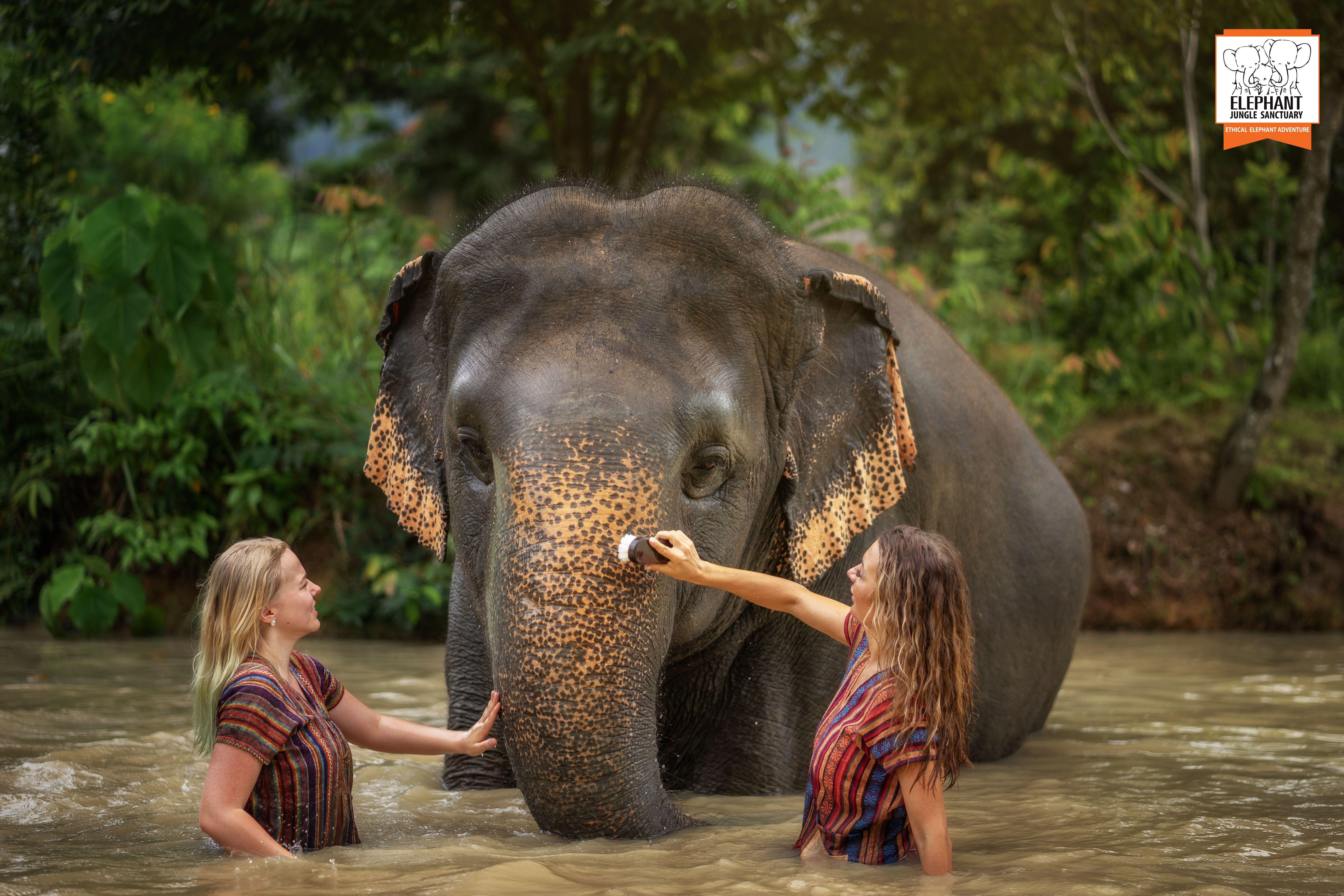 Phuket Elephant Jungle Sanctuary Half-Day Tour - Mud Spa and Thai Buffet