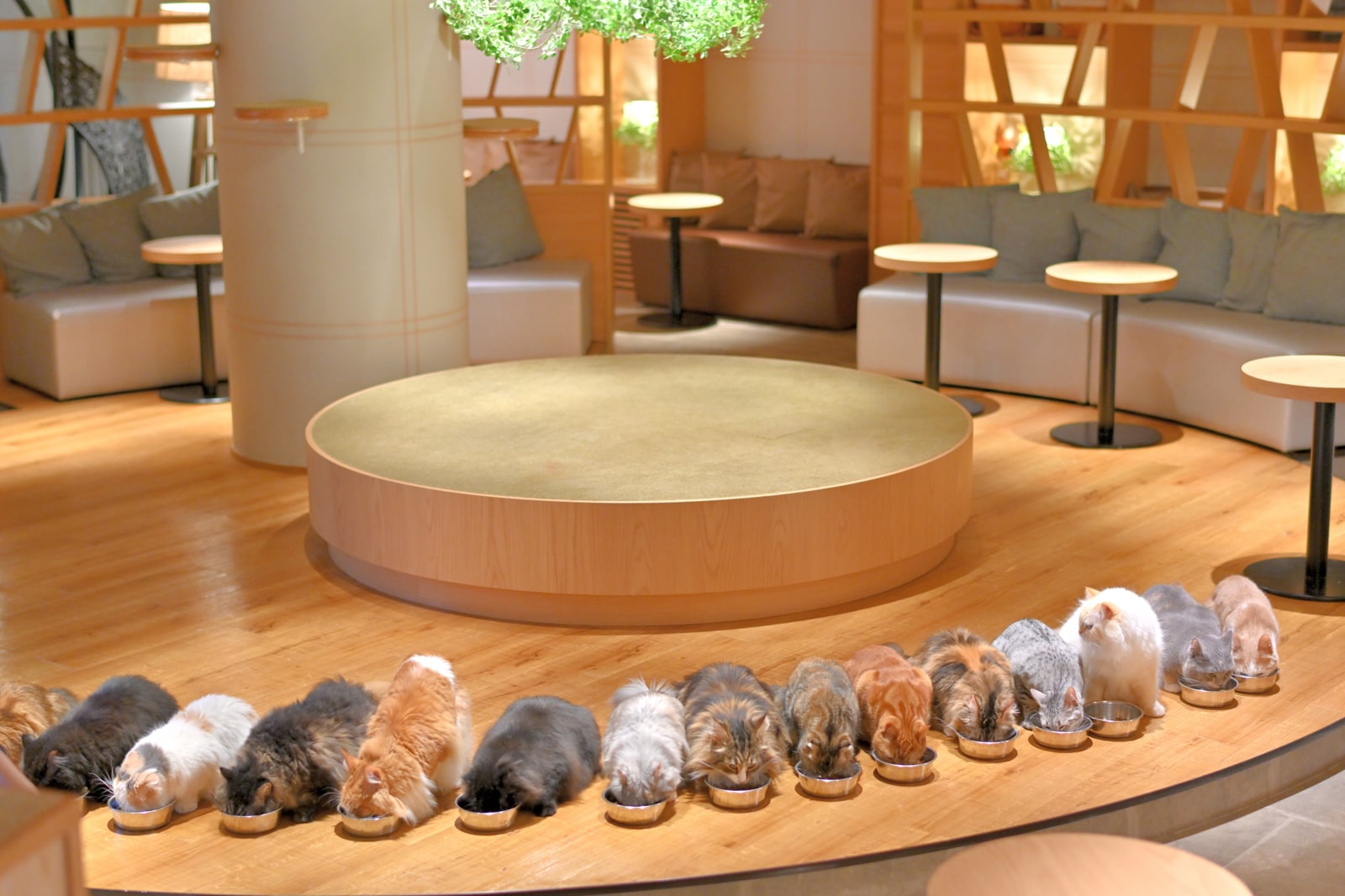 Tokyo Cat Cafe MOCHA Lounge Shinjuku Admission Ticket