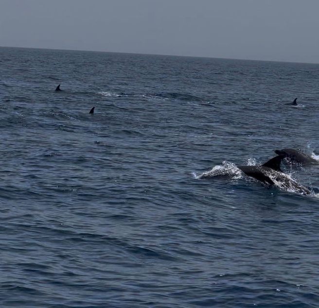 Muscat Qantab Dolphin Watching & Snorkeling Boat Tour - Hotel Pickup