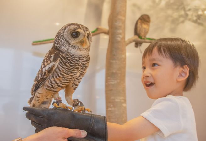 Fukuoka MOFF Animal Cafe Lalaport Admission Ticket