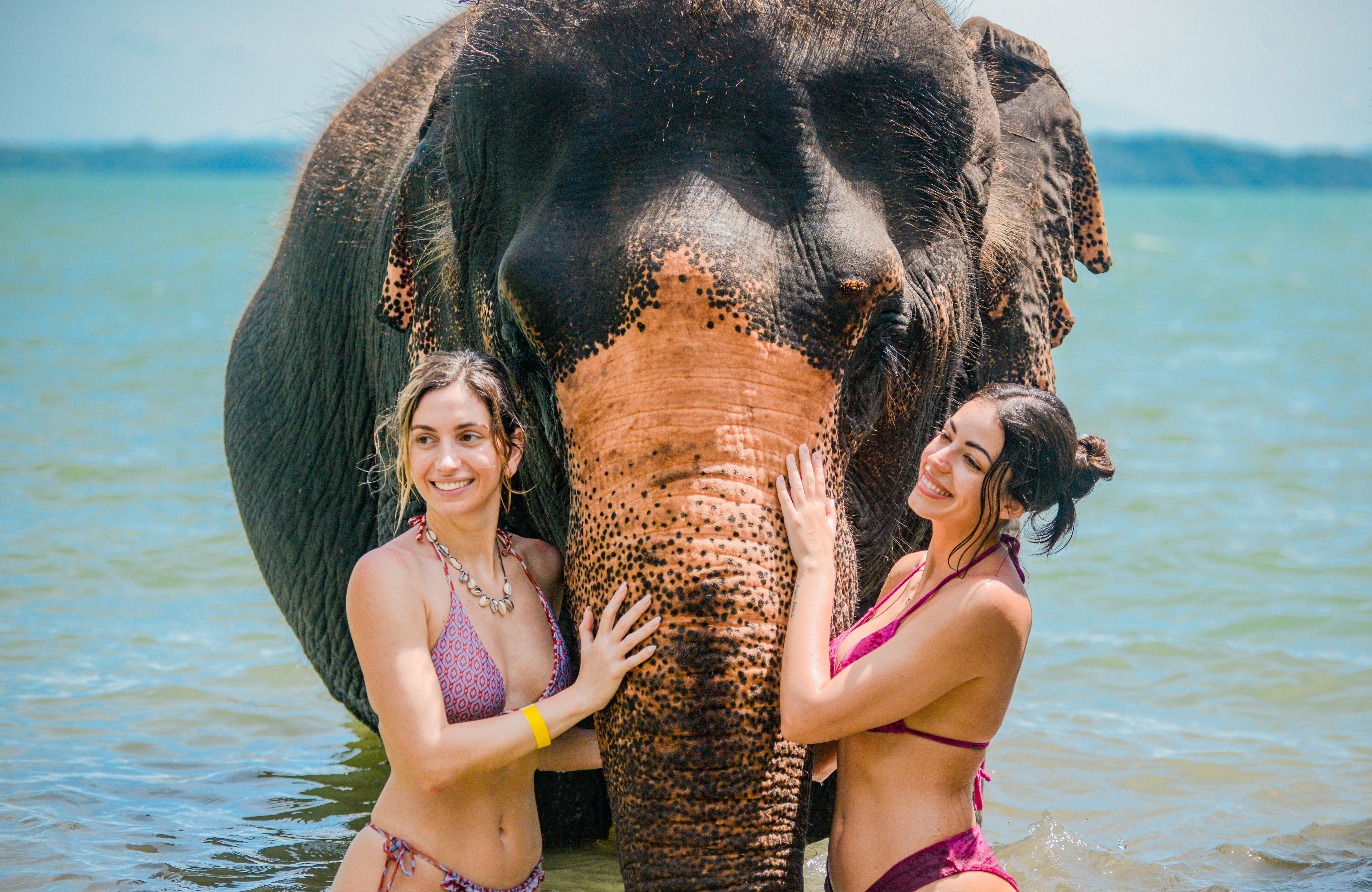Phuket Lily Elephant Camp Beach Walk & Sea Bathing with Elephants
