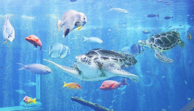 Hakone-en Aquarium Admission Ticket (Hakone, Kanagawa)