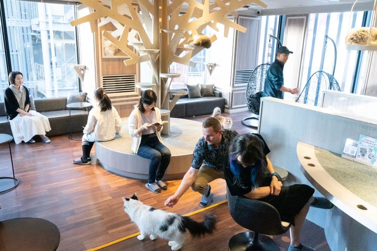 Tokyo Cat Cafe MOCHA Shibuya Center-gai Admission Ticket