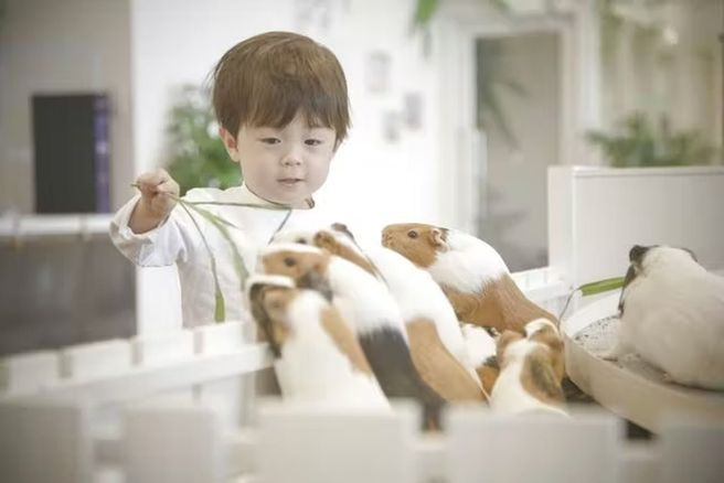 Yokohama Animal Touch Minatomirai Admission Ticket