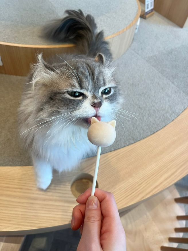 Fukuoka Cat Cafe MOCHA Tenjin Daimyo Admission Ticket