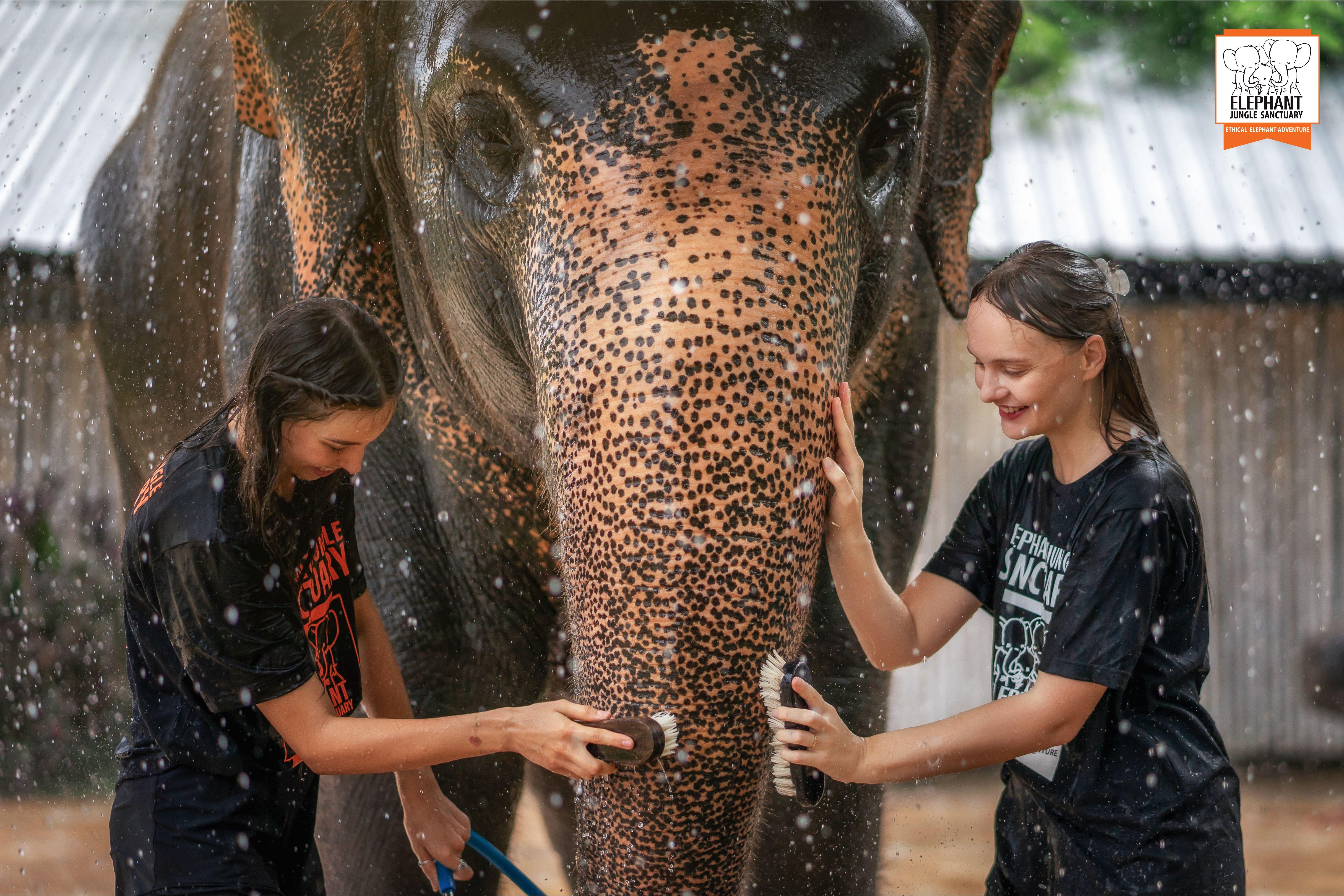 Phuket Elephant Jungle Sanctuary Elephant Feeding & Shower Experience