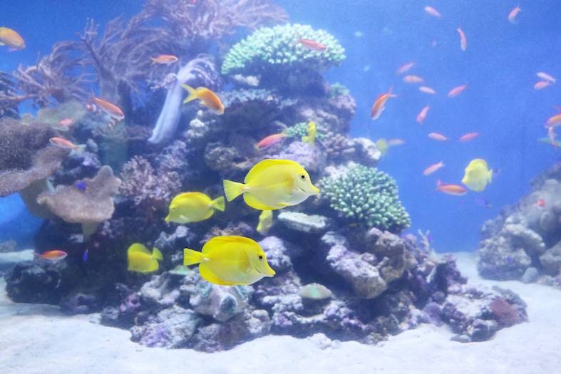 Yokohama Hakkeijima Sea Paradise Aqua Resorts Pass