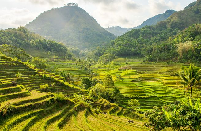 From Yogyakarta: Selogriyo Temple & Rice Terrace Trekking Tour - Hotel Pickup