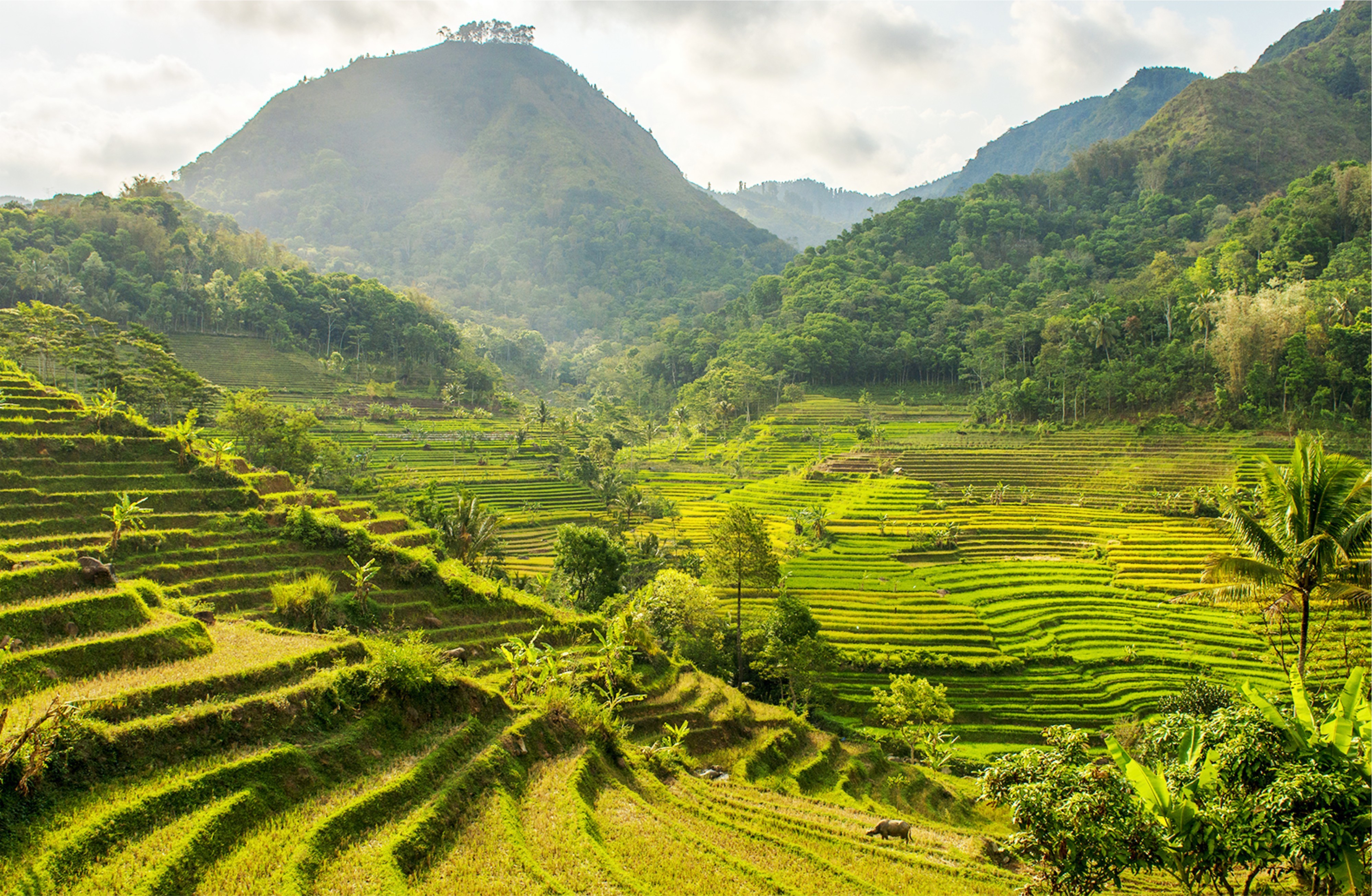 From Yogyakarta: Selogriyo Temple & Rice Terrace Trekking Tour - Hotel Pickup