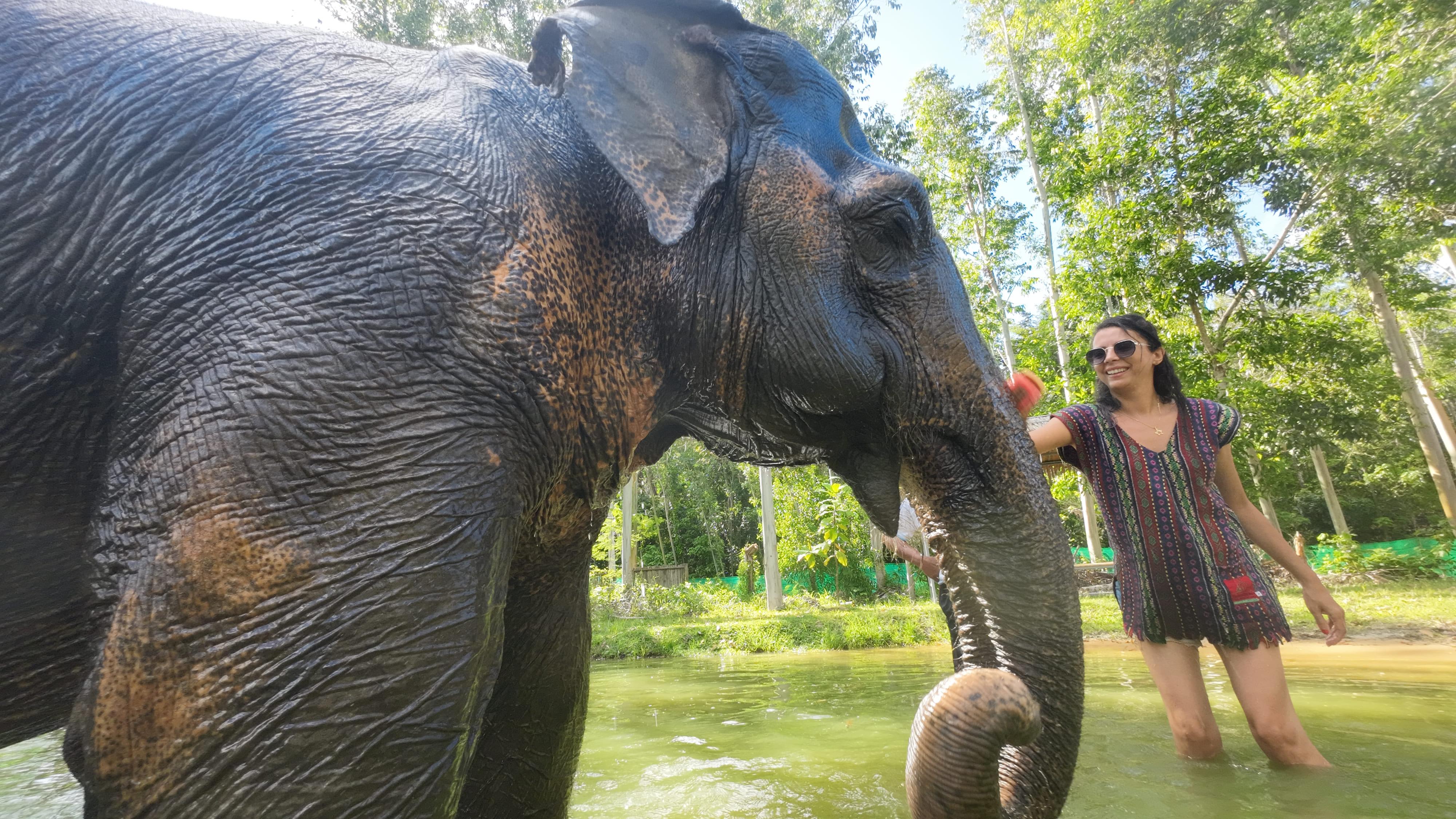 Phuket Nai Dee Elephant Care Park Experience - Elephant Feeding