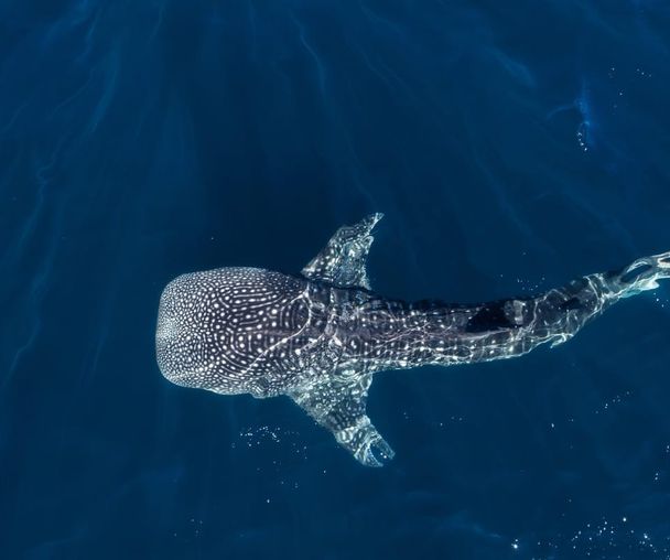 activity_detail_image