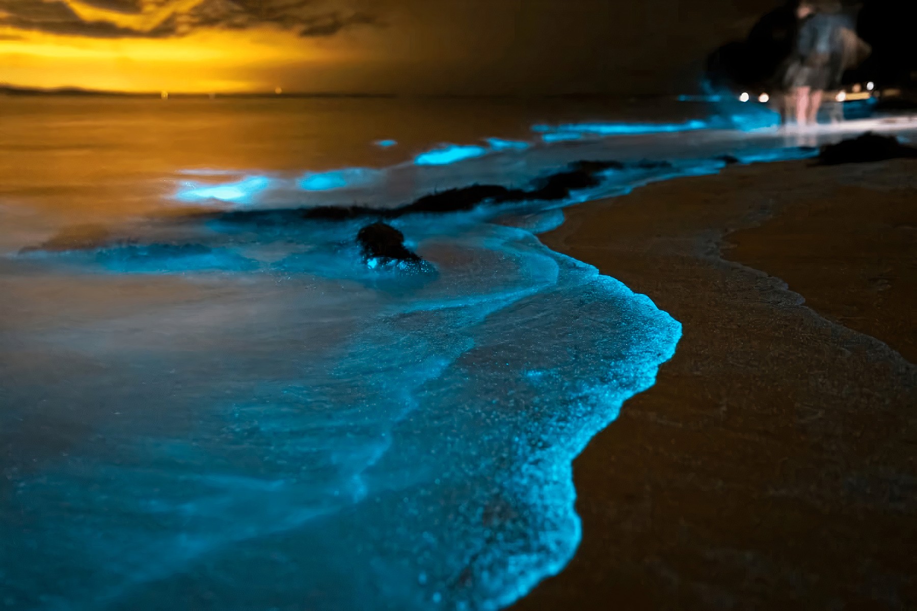 From Phuket: Phang Nga Bay James Bond Island Bioluminescent Plankton Canoe Tour - Dinner Included