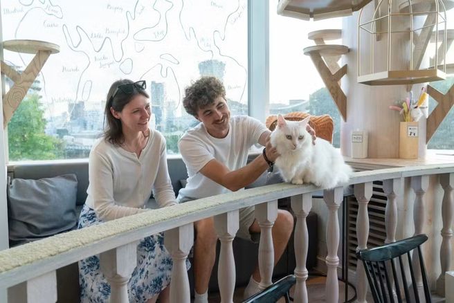 도쿄 고양이 카페 MOCHA 하라주쿠점 입장권