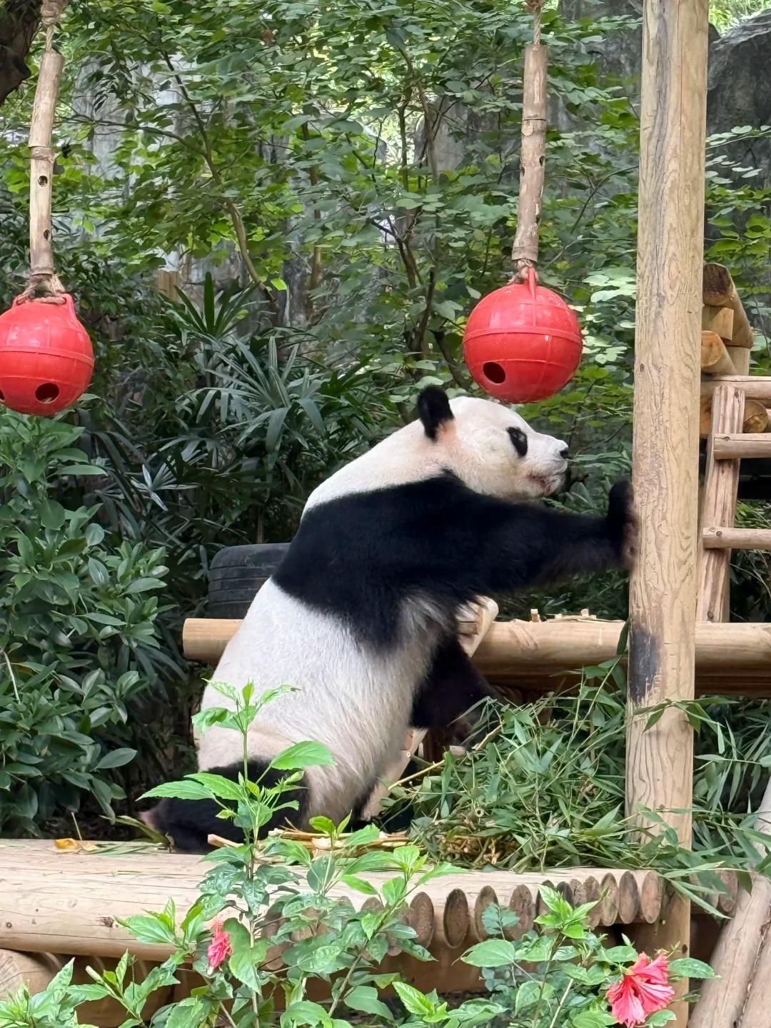 Shenzhen Safari Park Admission Ticket