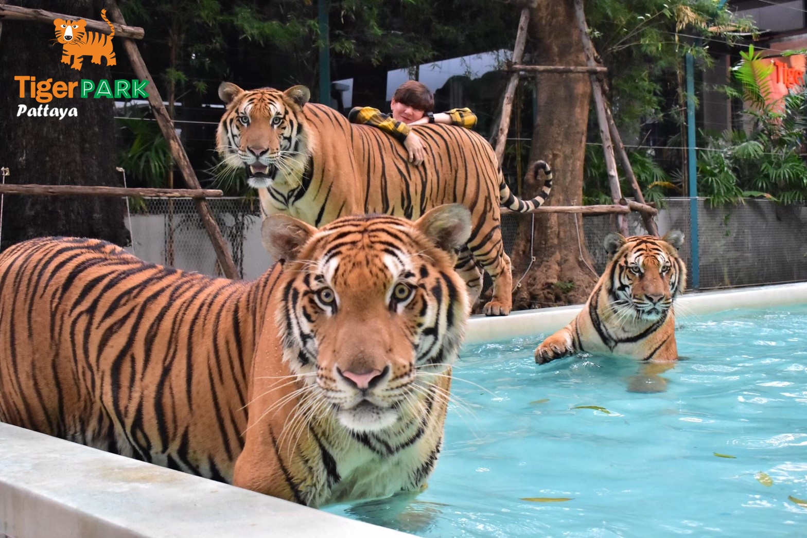 Pattaya Tiger Park Tiger Encounter Ticket