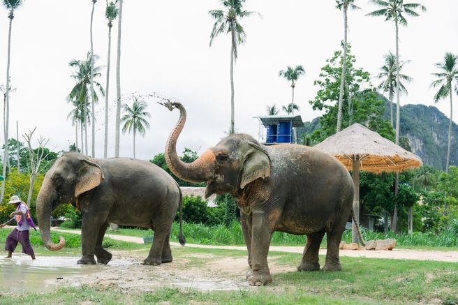 Krabi Ao Nang Elephant Sanctuary Half-Day Tour - Feeding & Mud Spa (Hotel Pickup)