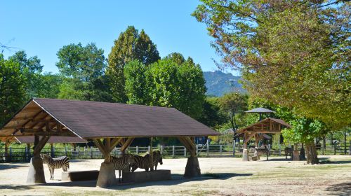 果川 ソウル大公園 ソウル動物園 入場券＆スカイリフト乗車券