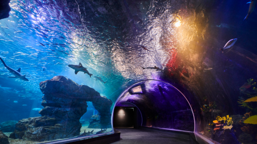 京畿 水原 アクアプラネット光教 水族館入場券