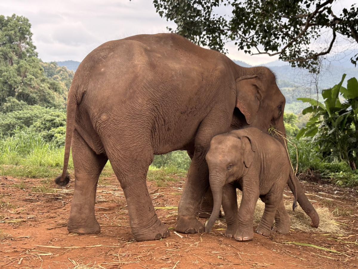 Chiang Mai Pon Elephant Sanctuary Tour - Half-Day & Full-Day Join Tours (Hotel Pickup)