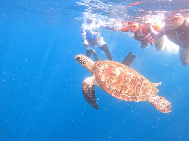 パングラオ発:ボホール バリカサグ島ウミガメシュノーケリング&バージン島サンドバーツアー(BBQランチ付き)