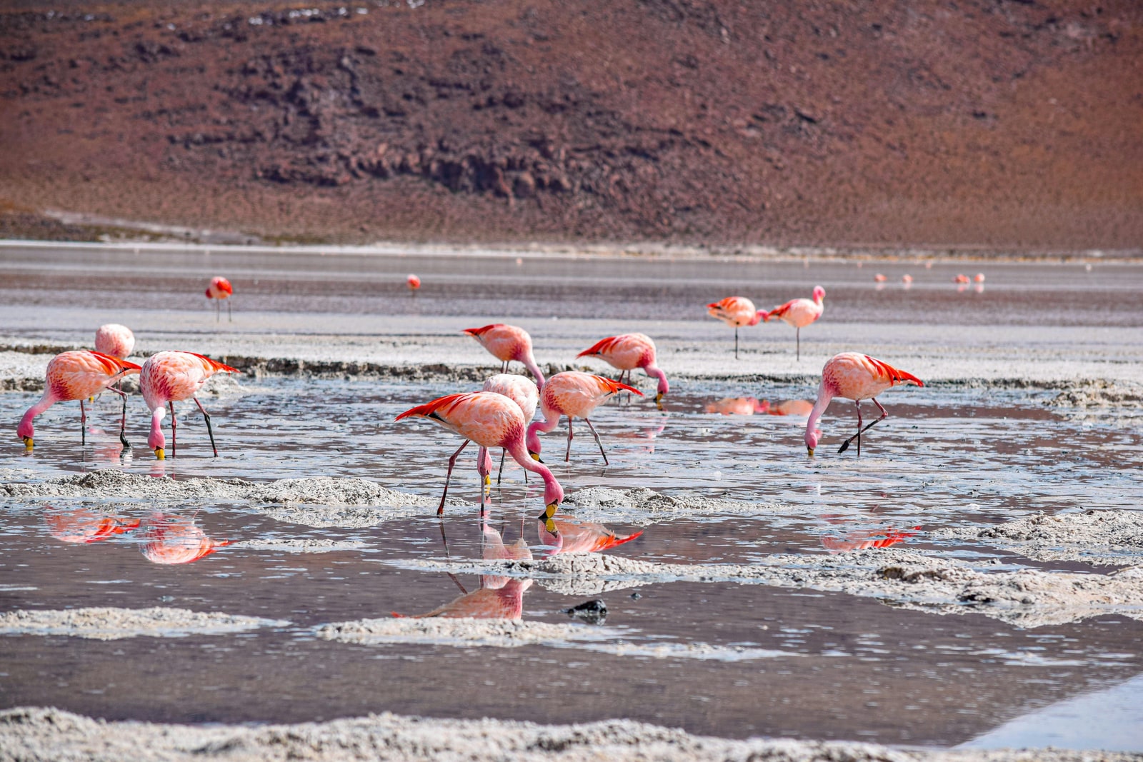 ウユニ発：ウユニ塩湖2泊3日ツアー - サン・ペドロ・デ・アタカマ到着