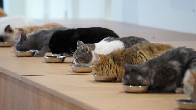 오키나와 고양이 카페 MOFF 2개 매장 공통 입장권