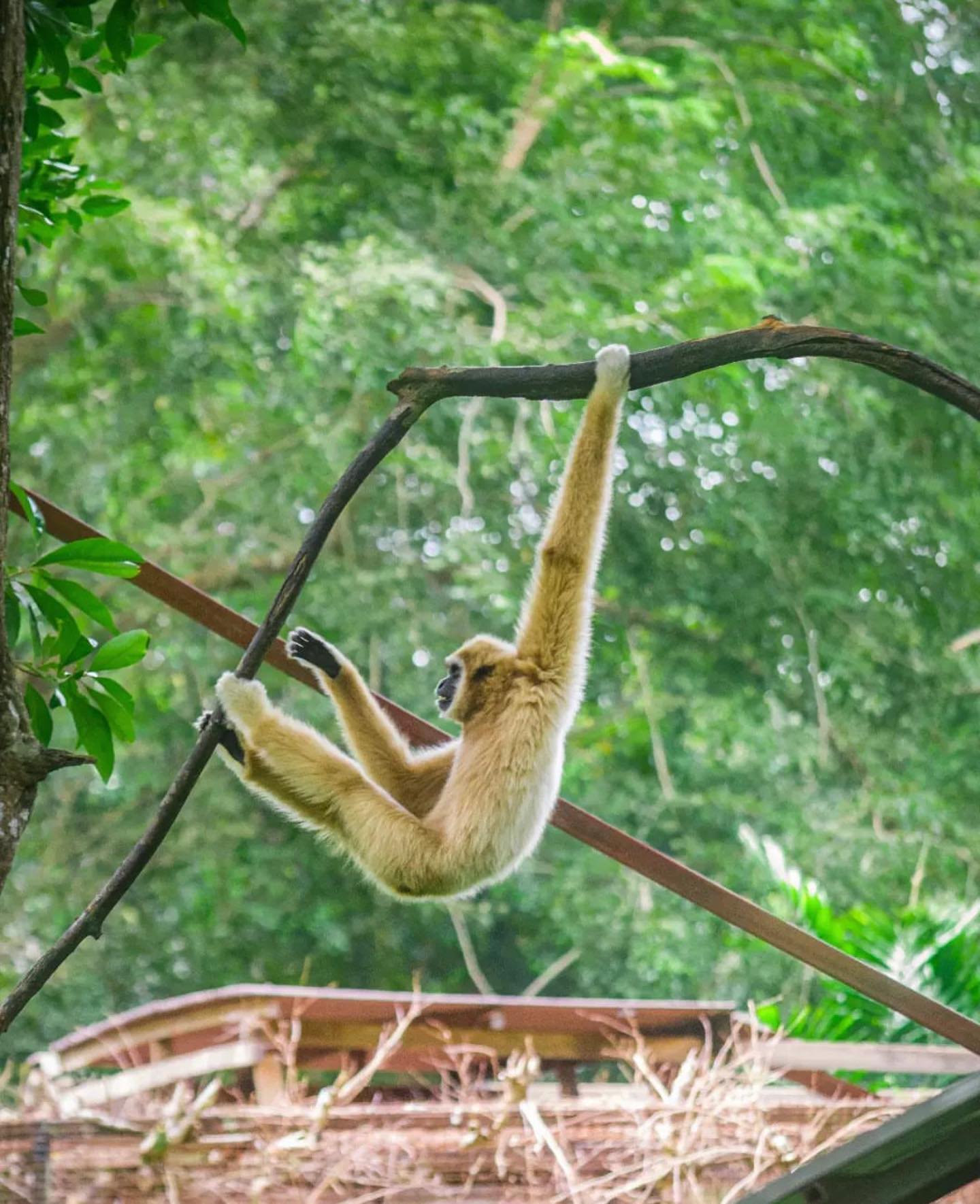 マラッカ動物園＆バードショー 入場券