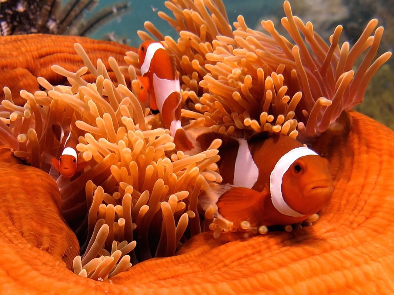 Kota Kinabalu: RAID Open Water Diver Certification Course (3 Days) - Tunku Abdul Rahman Marine Park