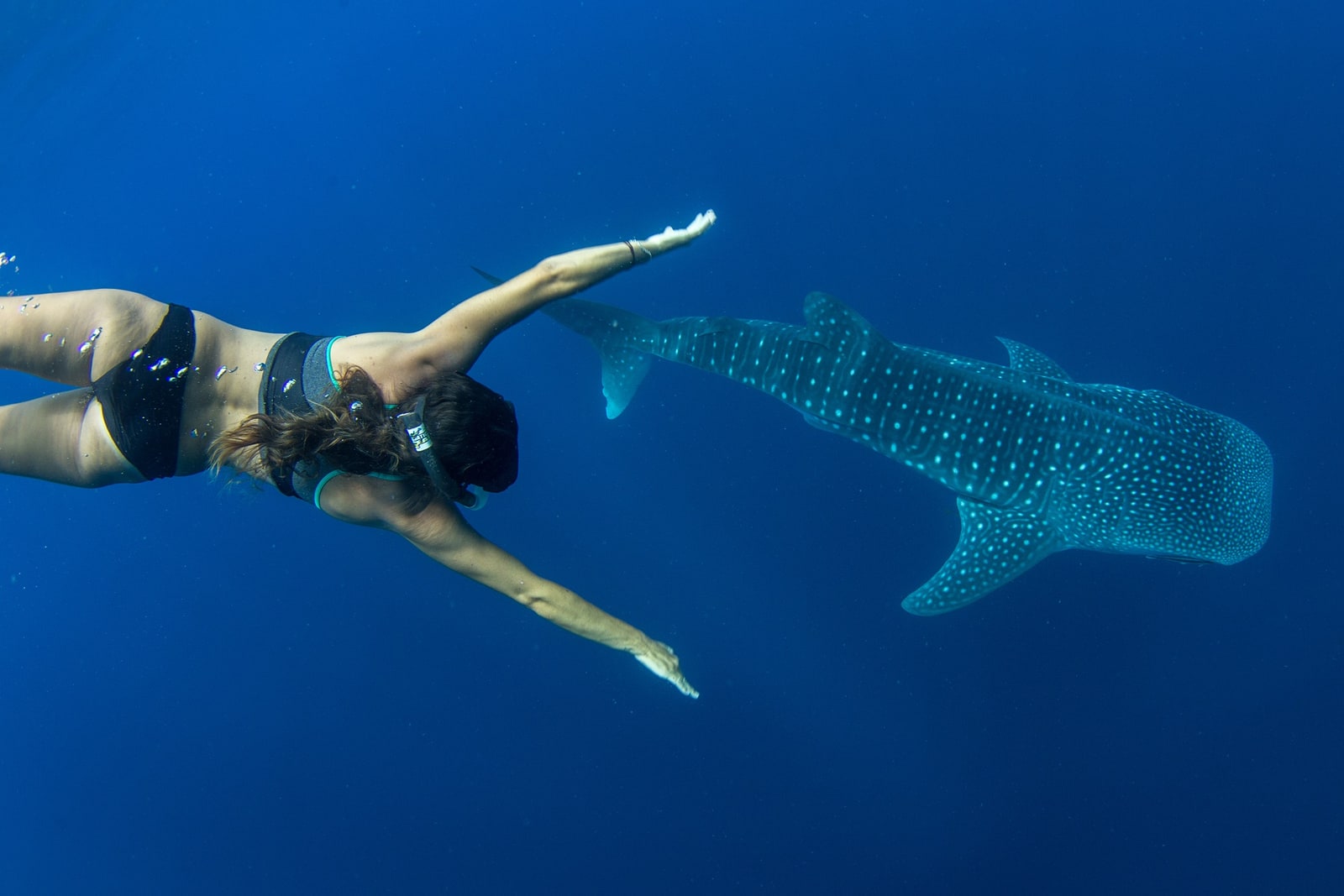 Whale Shark Snorkeling Boat Tour from Puerto Princesa - Hotel Pickup & Lunch Included