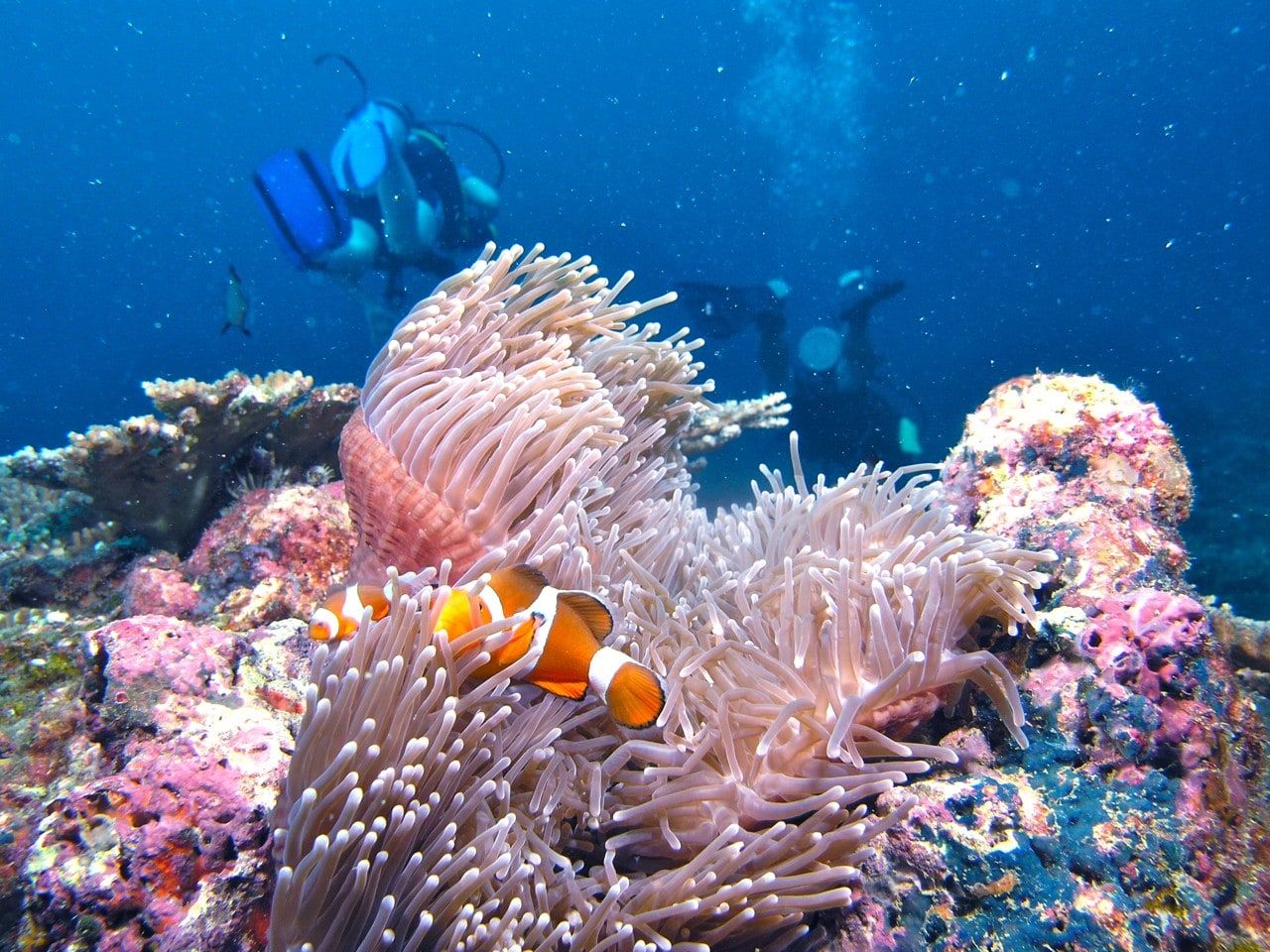 detail_image