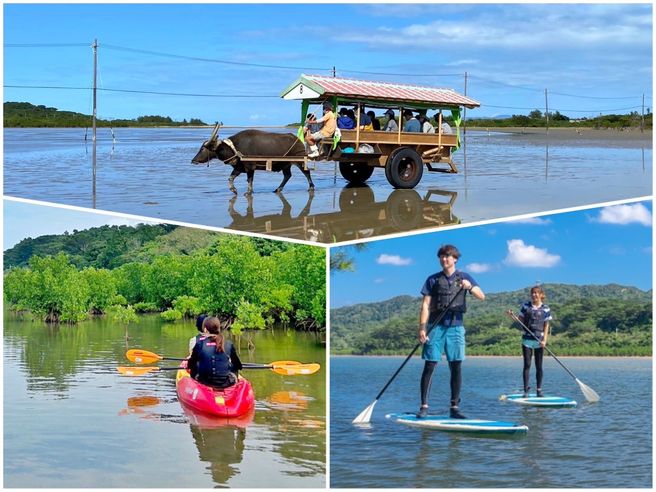 Iriomote Island Full-Day Tour: Yufu Island Water Buffalo Cart & Mangrove SUP/Canoe