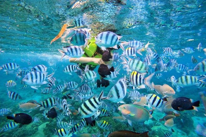 Nha Trang Hon Mun Coral Reef Speedboat Island Hopping Tour - Lunch & Hotel Pickup