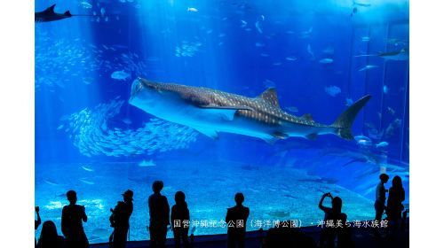 沖縄美ら海水族館&沖縄フルーツランド 入場券