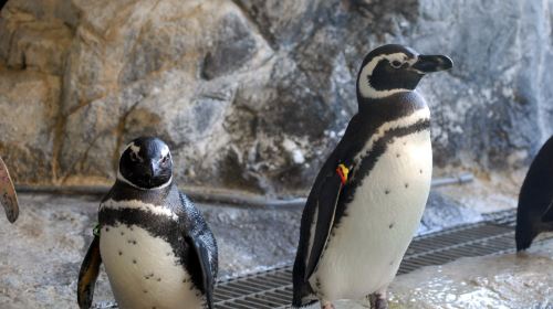 Tokyo Shinagawa Aquarium 10:00 AM Admission Ticket