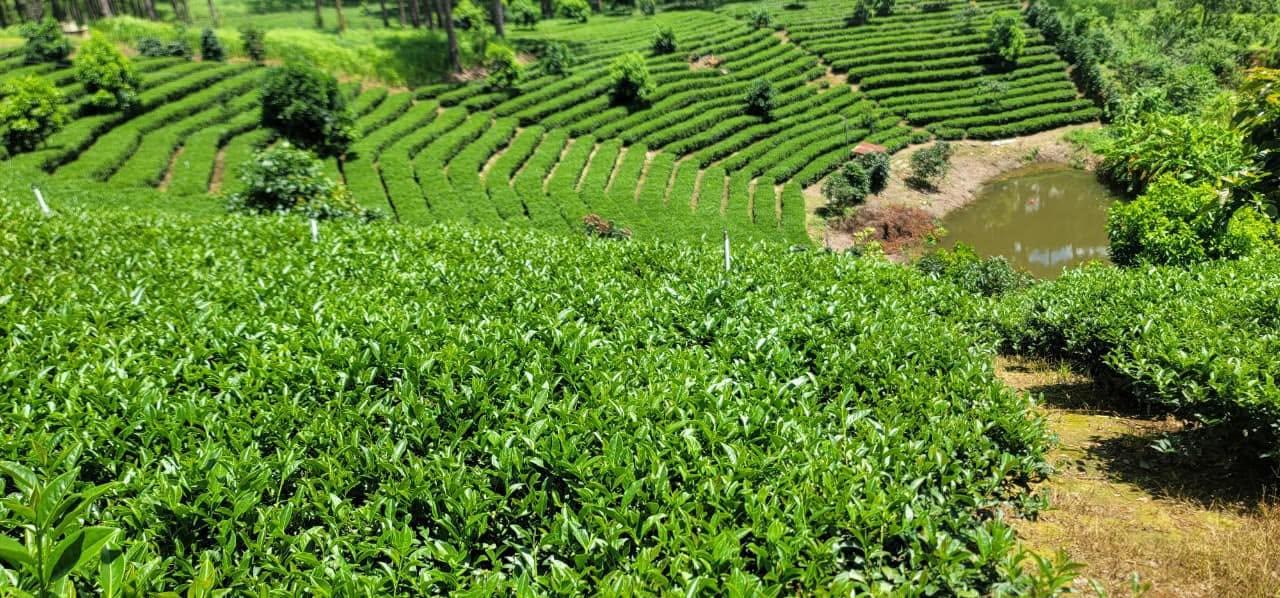 Da Lat Cau Dat Tea Hills & Long Dinh Tea Museum & Linh Phuoc Pagoda Day Tour - Pho Lunch
