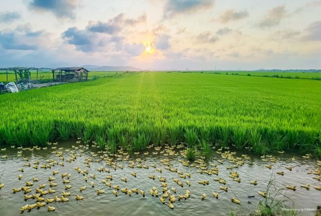 Hue Countryside Scooter Tour with Thanh Toan Bridge and Thien Mu Pagoda - Hotel Pickup