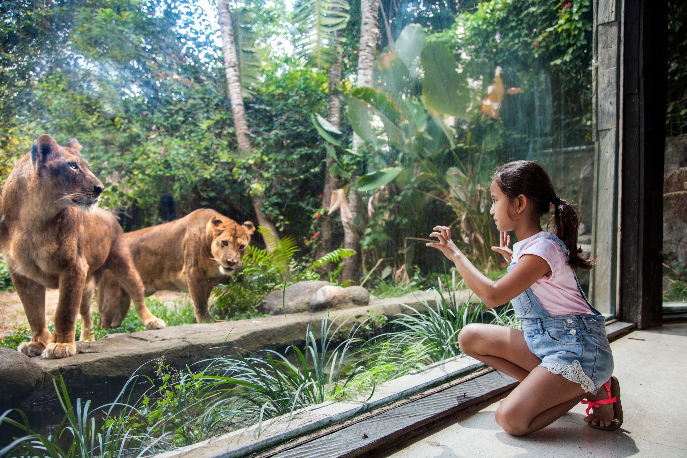 バリ動物園 1日入場券