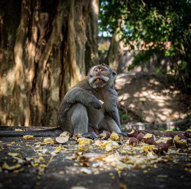 Ubud Monkey Forest & Tegallalang Rice Terrace Day Tour - Hotel Pickup