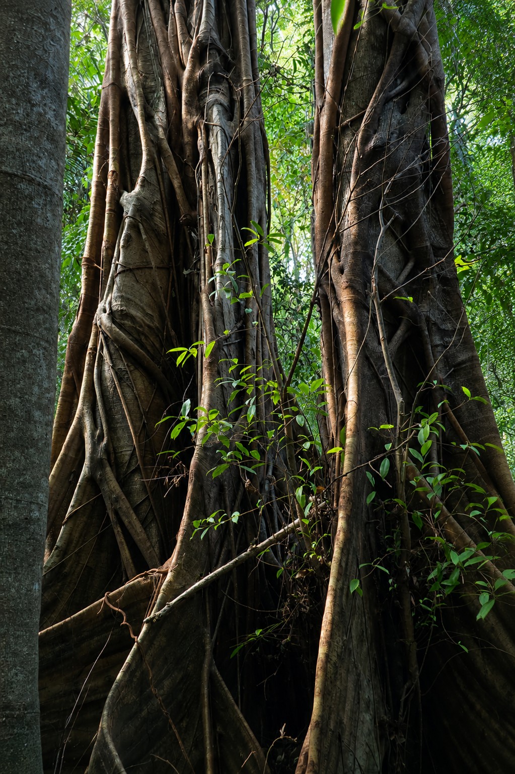 From Manado: Tangkoko National Park Wildlife Tour