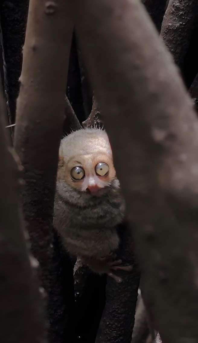 Manado Tarsier Mangrove Forest Kayak Tour