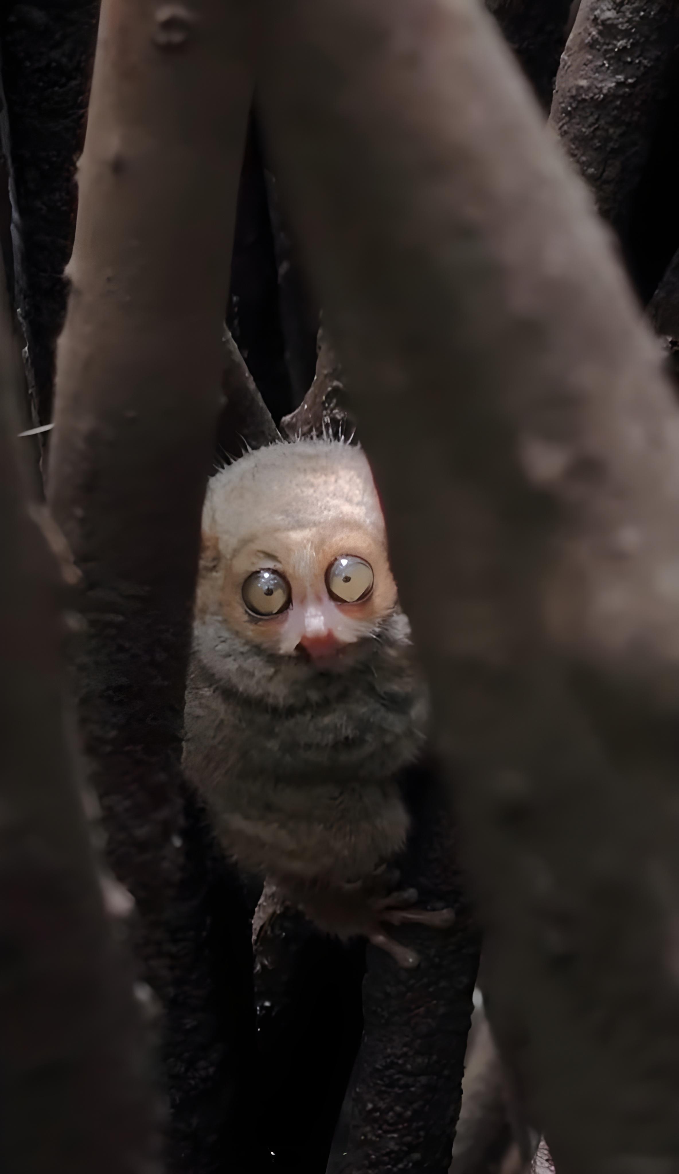 Manado Tarsier Mangrove Forest Kayak Tour