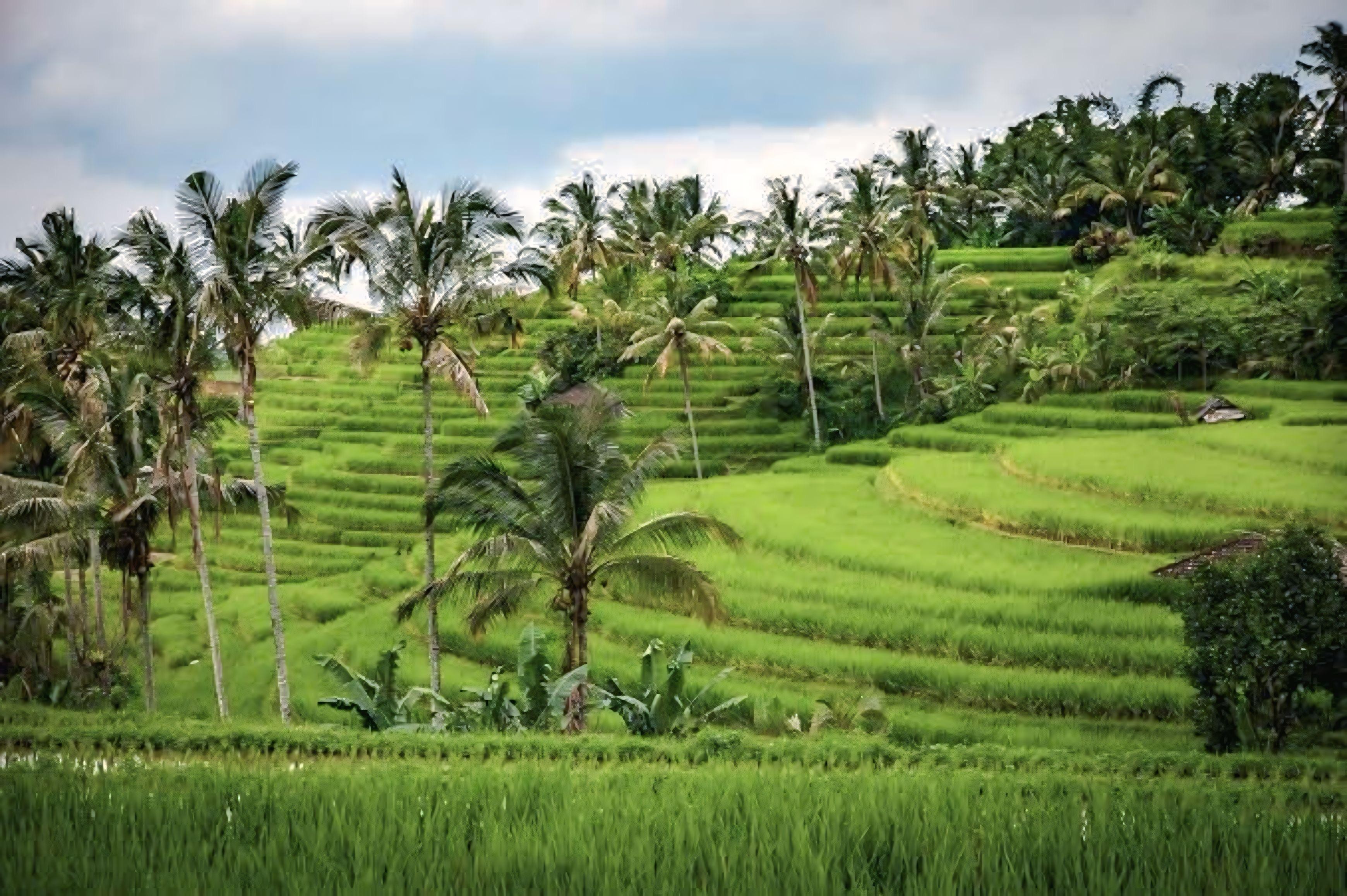 Lombok Tetebatu Village Walking Tour & Sukarara Weaving Village