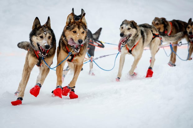 Whitehorse Dog Sledding Experience - Drive Your Own 10-Husky Team, Mushing Basics & Hot Cocoa (Hotel Pickup Option)