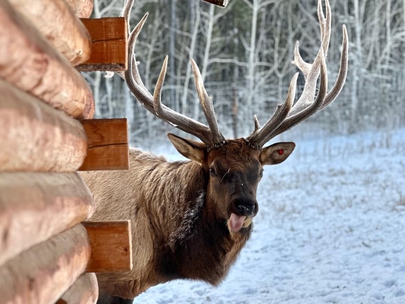 From Whitehorse: Yukon Wildlife Preserve Guided Tour - Preserve Admission, Guided Drive Commentary & Photo Stops (Downtown Hotel Pickup)